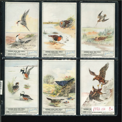 Immagine di 1588 - CERIMONIE NUZIALI NEGLI UCCELLI-ITALIANA