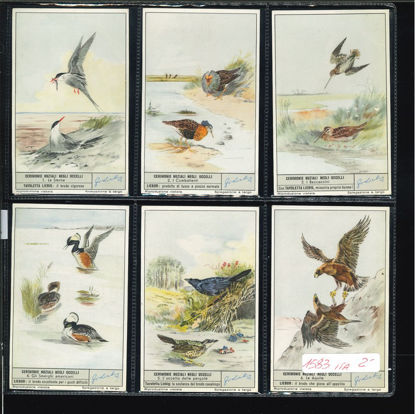 Immagine di 1588 - CERIMONIE NUZIALI NEGLI UCCELLI-ITALIANA