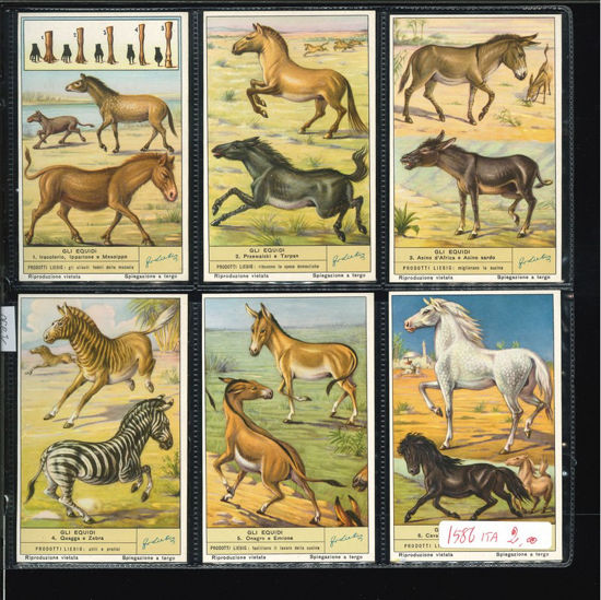 Immagine di 1590 - GLI EQUIDI-ITALIANA