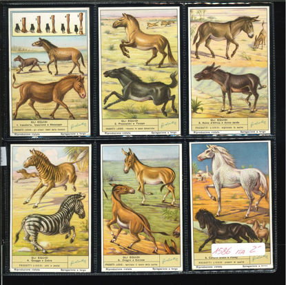 Immagine di 1590 - GLI EQUIDI-ITALIANA
