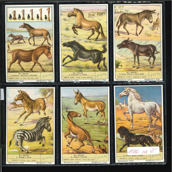 Immagine di 1590 - GLI EQUIDI-ITALIANA