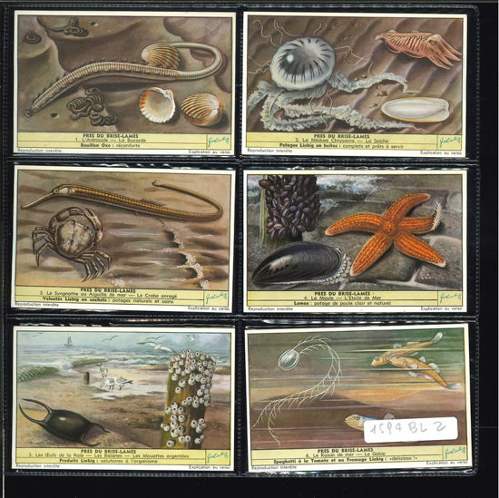 Immagine di 1592 - INSETTI DELLA SPIAGGIA - -BELGA