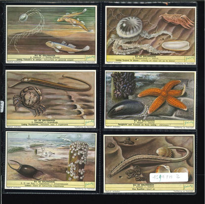 Immagine di 1592 - INSETTI DELLA SPIAGGIA - -FIAMMINGA