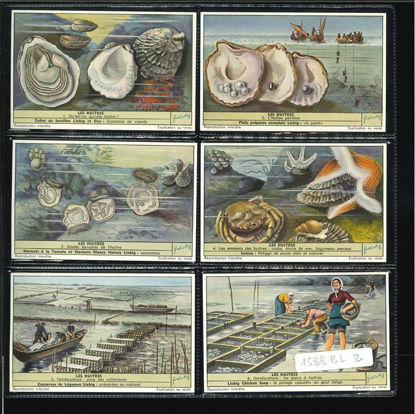 Immagine di 1596 - LE OSTRICHE - Les huitres-BELGA