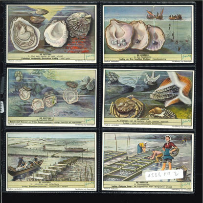 Immagine di 1596 - LE OSTRICHE - Les huitres-FIAMMINGA