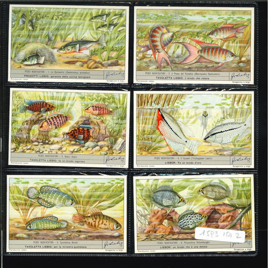 Immagine di 1597 - PESCI NIDIFICATORI-ITALIANA