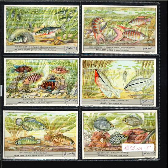 Immagine di 1597 - PESCI NIDIFICATORI-ITALIANA