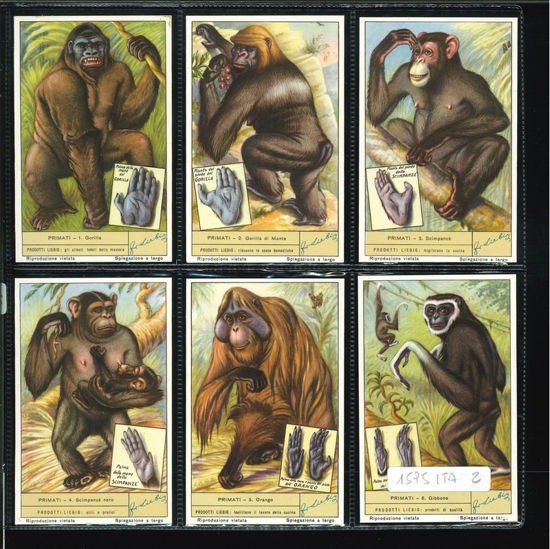 Immagine di 1598 - PRIMATI-ITALIANA