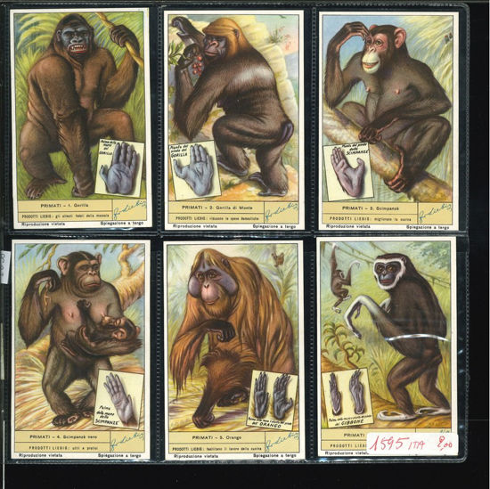 Immagine di 1598 - PRIMATI-ITALIANA