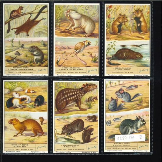 Immagine di 1600 - I ROSICANTI ESOTICI-ITALIANA