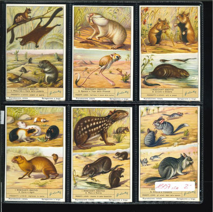 Immagine di 1600 - I ROSICANTI ESOTICI-ITALIANA