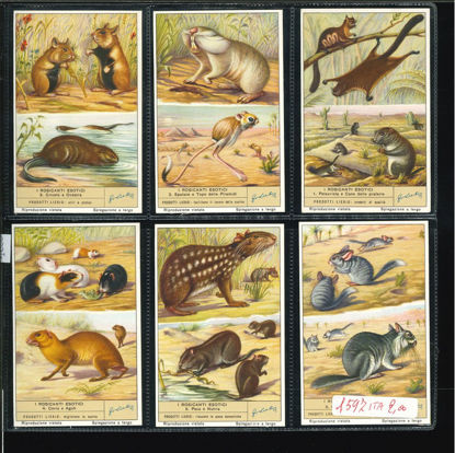 Immagine di 1600 - I ROSICANTI ESOTICI-ITALIANA