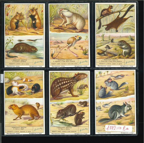 Immagine di 1600 - I ROSICANTI ESOTICI-ITALIANA