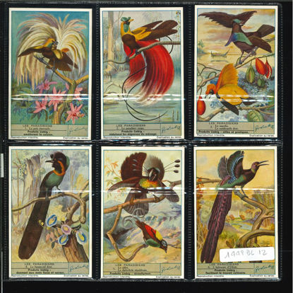 Immagine di 1455 - UCCELLI DEL PARADISO - Les paradisiers-BELGA