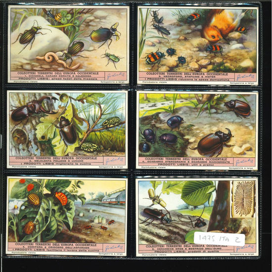 Immagine di 1476 - COLEOTTERI TERRESTRI DELL'EUROPA-ITALIANA