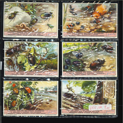 Immagine di 1476 - COLEOTTERI TERRESTRI DELL'EUROPA-ITALIANA