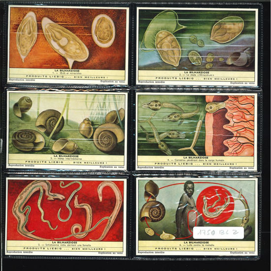 Immagine di 1751 - LA BILHARZIOSI - La bilharziose-BELGA