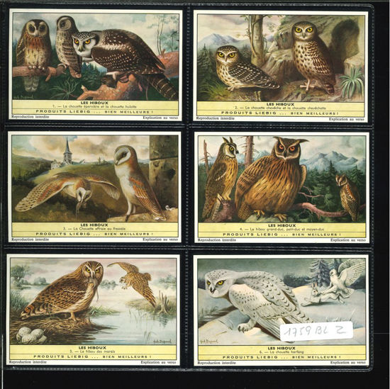 Immagine di 1761 - I GUFI - Les hiboux-BELGA