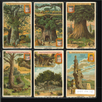 Immagine di 690 - ALBERI FAMOSI-ITALIANA