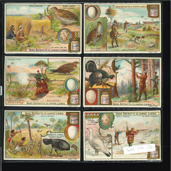 Immagine di 703 - GALLINACEI-ITALIANA