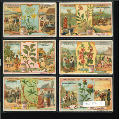 Immagine di 969 - PIANTE DA TINTA-ITALIANA