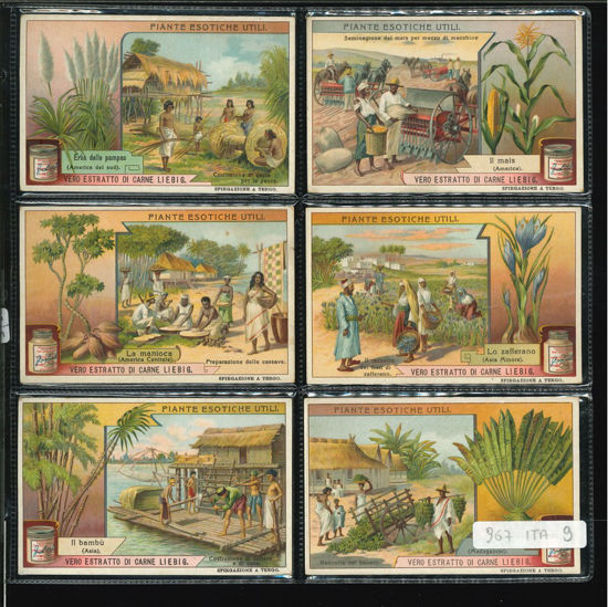 Immagine di 970 - PIANTE ESOTICHE UTILI-ITALIANA