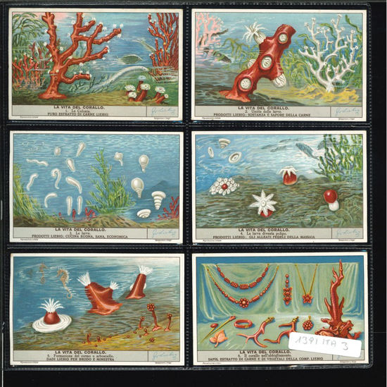 Immagine di 1411 - LA VITA DEL CORALLO-ITALIANA