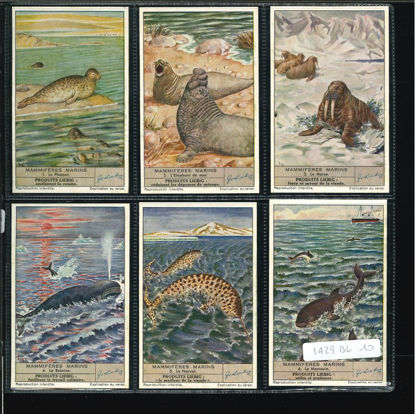 Immagine di 1430 - MAMMIFERI MARINI - Mammifères marines-BELGA