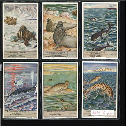 Immagine di 1430 - MAMMIFERI MARINI - Mammifères marines-BELGA