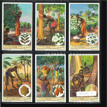 Immagine di 1434 - PIANTE UTILI DEL CONGO - Plantes utiles...-BELGA