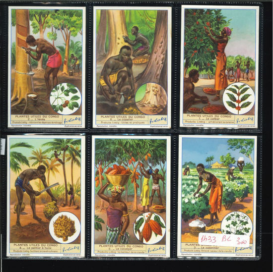 Immagine di 1434 - PIANTE UTILI DEL CONGO - Plantes utiles...-BELGA