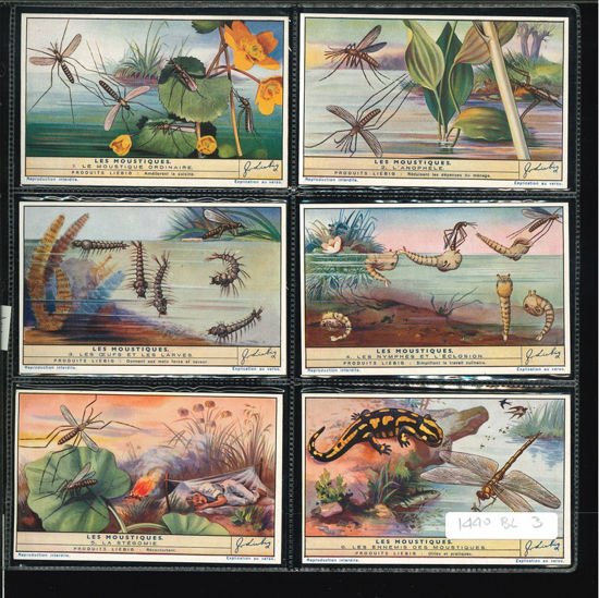 Immagine di 1447 - LE ZANZARE - Les moustiques-BELGA