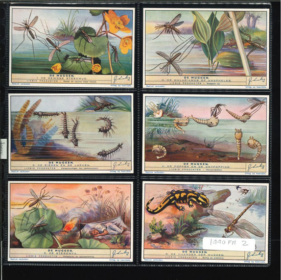 Immagine di 1447 - LE ZANZARE - Les moustiques-FIAMMINGA