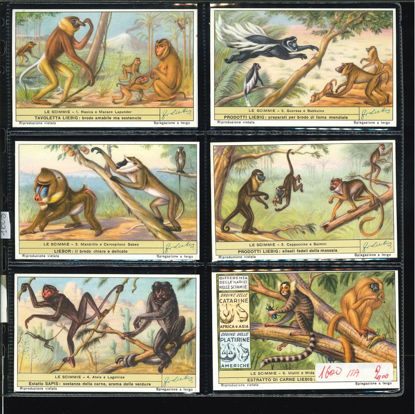 Immagine di 1603 - LE SCIMMIE 1°-ITALIANA