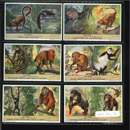 Immagine di 1604 - LE SCIMMIE 2° - Les singes-BELGA