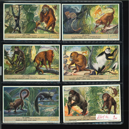 Immagine di 1604 - LE SCIMMIE 2° - Les singes-BELGA