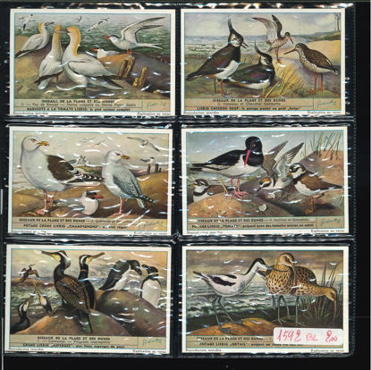 Immagine di 1610 - UCCELLI DELLA SPIAGGIA -BELGA