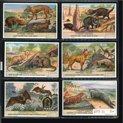 Immagine di 1612 - MAMMIFERI AUSTRALIANI - Mammifères...-BELGA