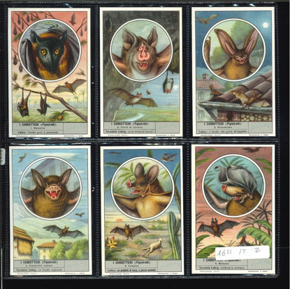 Immagine di 1616 - I CHIROTTERI (Pipistrelli)-ITALIANA