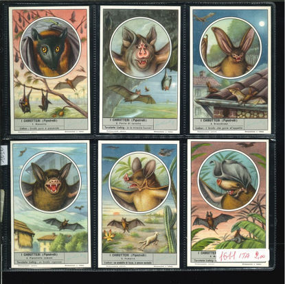 Immagine di 1616 - I CHIROTTERI (Pipistrelli)-ITALIANA