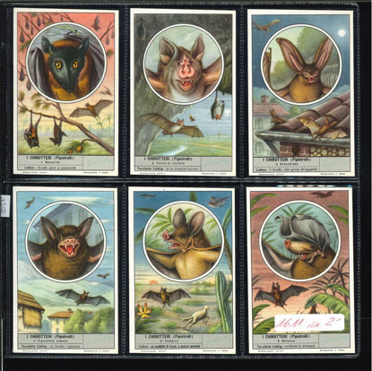Immagine di 1616 - I CHIROTTERI (Pipistrelli)-ITALIANA