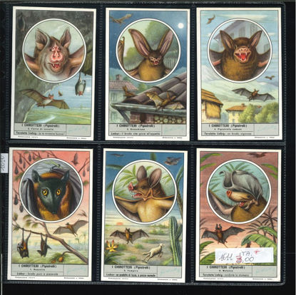 Immagine di 1616 - I CHIROTTERI (Pipistrelli) senza RIP.VIET.-ITALIANA