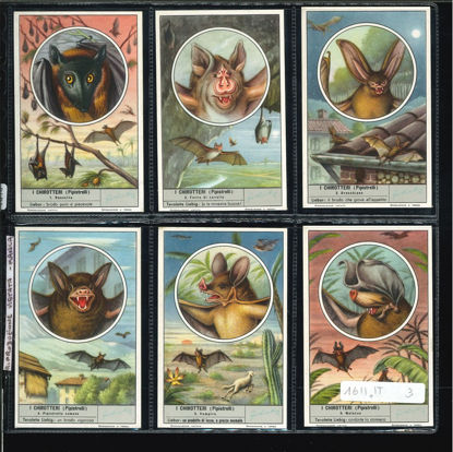 Immagine di 1616 - I CHIROTTERI (Pipistrelli) senza RIP.VIET.-ITALIANA