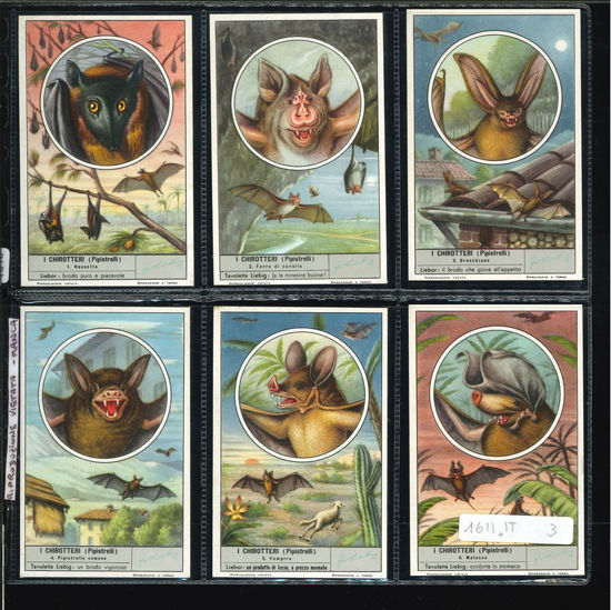 Immagine di 1616 - I CHIROTTERI (Pipistrelli) senza RIP.VIET.-ITALIANA