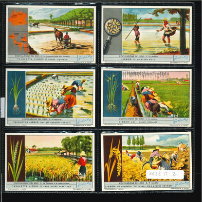 Immagine di 1618 - LAVORAZIONE DEL RISO-ITALIANA