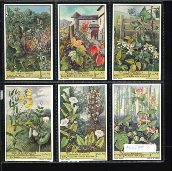 Immagine di 1624 - PLANTES GRIMPANTES-FIAMMINGA