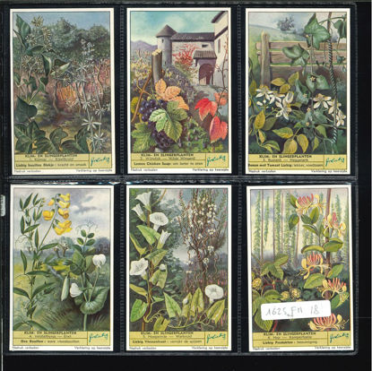 Immagine di 1624 - PLANTES GRIMPANTES mill.24-FIAMMINGA