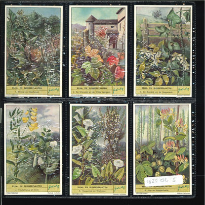 Immagine di 1624 - PLANTES GRIMPANTES mill.25-OLANDESE