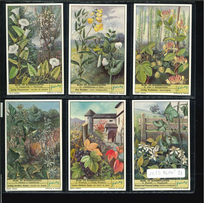 Immagine di 1624 - PLANTES GRIMPANTES mill.26-BL-TD