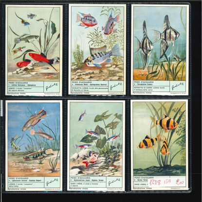 Immagine di 1780 - PESCI D'ACQUARIO-ITALIANA